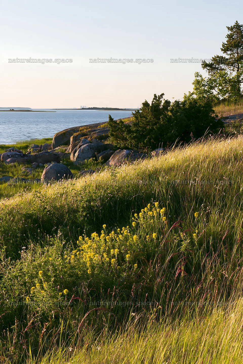 Coastal meadow with rocks and wildflowers near the water – nature images 6480x9722