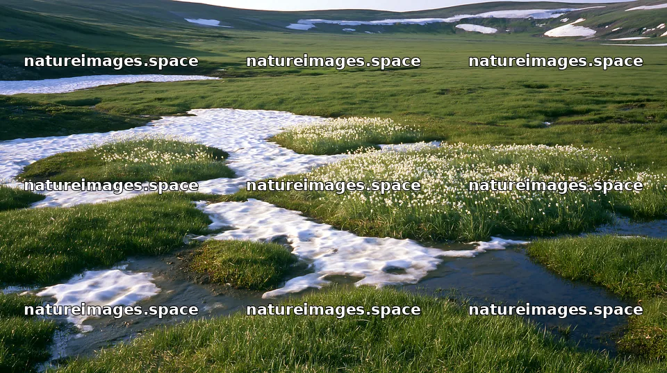 Akita snowmelt meadow with silver grasses and small streams – nature images 10608x5938