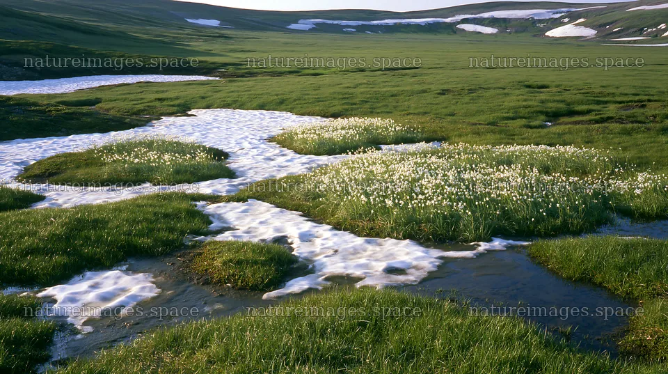 Akita snowmelt meadow with silver grasses and small streams – nature images 10608x5938
