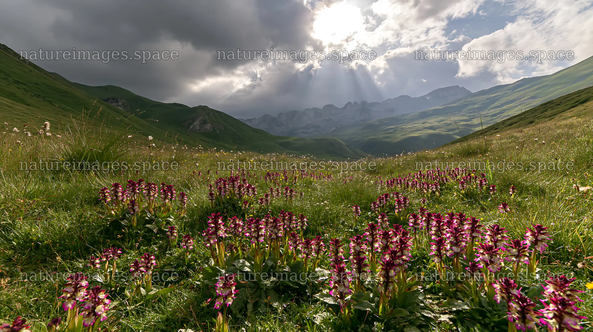 Colorful orchid meadow with mountains in the background – nature images 10608x5938