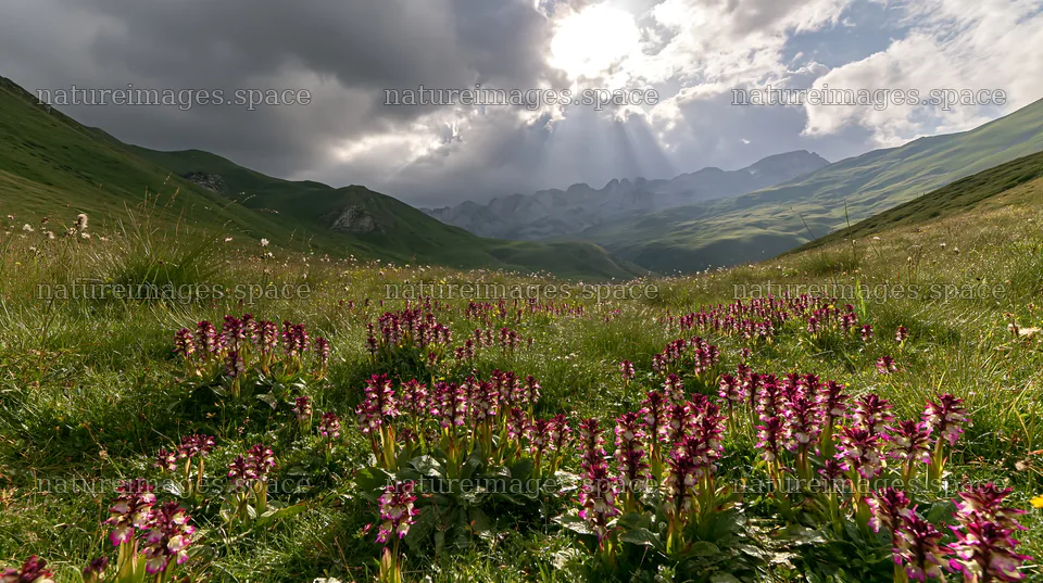 Colorful orchid meadow with mountains in the background – nature images 10608x5938