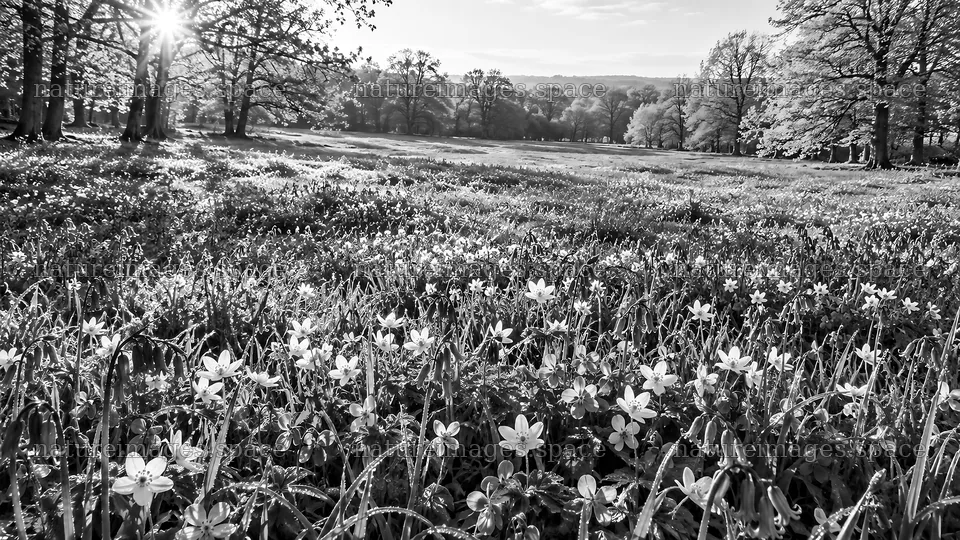 Black-and-White Forest Clearing with Crosses – nature images 10324x5812