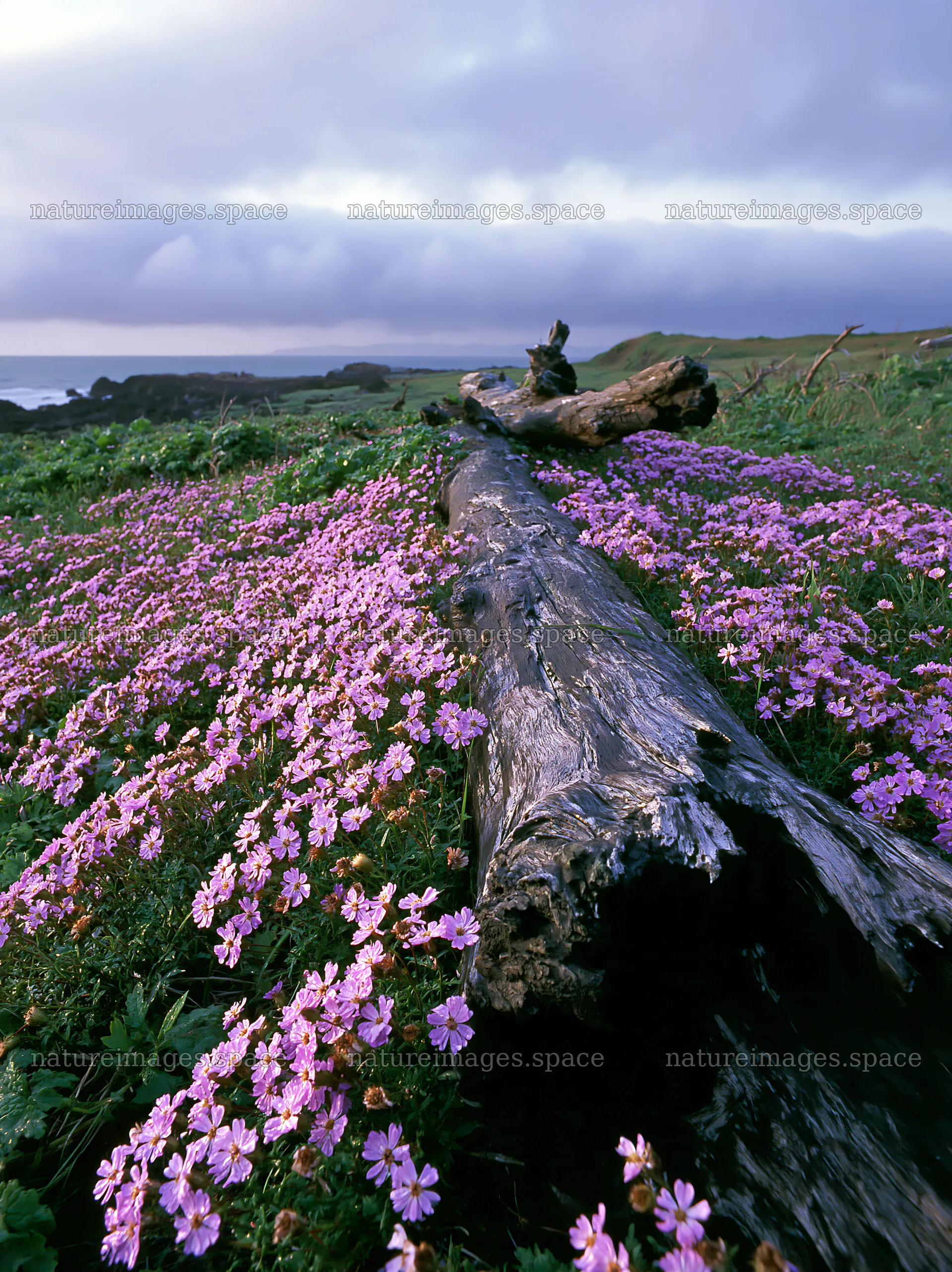 Driftwood on Ishikawa coastal meadow with wildflowers – nature images 6866x9174