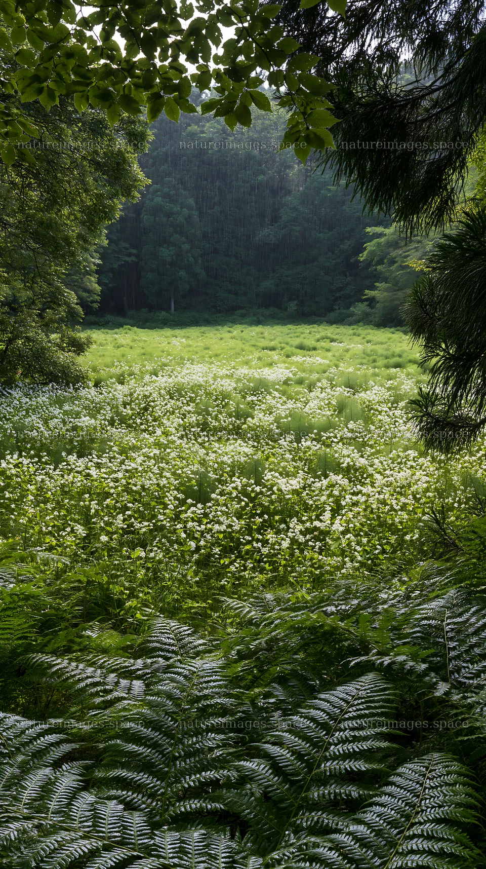 Summer meadow in Nara with fern foreground – nature images 5938x10608