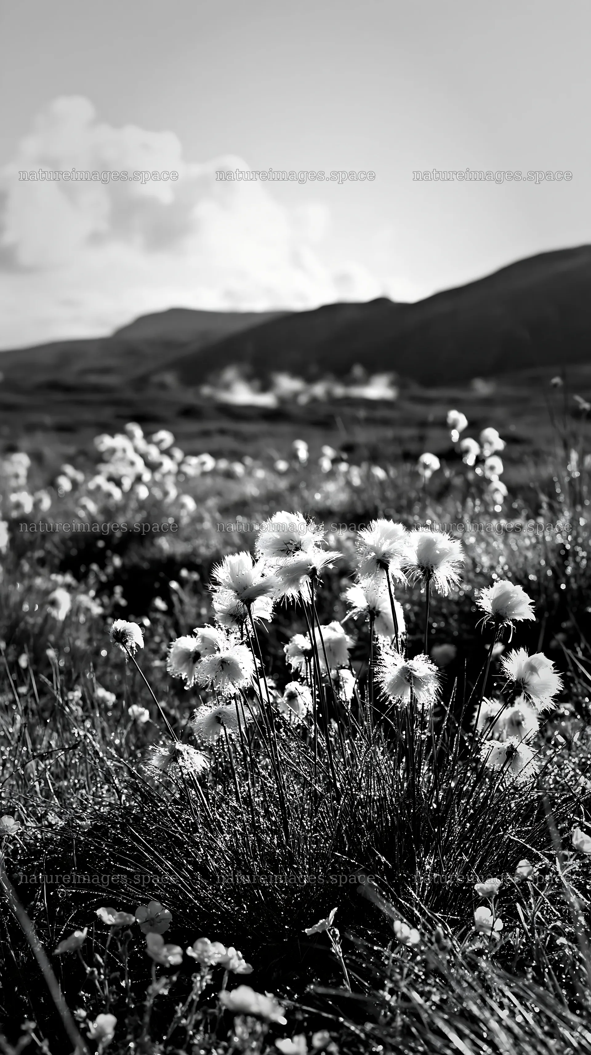 Cottongrass meadow with mountains in black and white – nature images 5938x10608