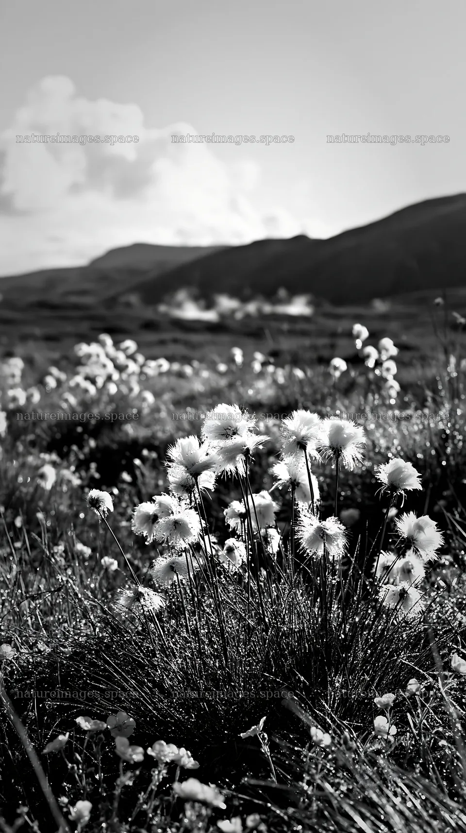 Cottongrass meadow with mountains in black and white – nature images 5938x10608