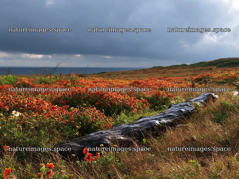 Chiba coastal climate meadow with driftwood in foreground – nature images 9174x6866