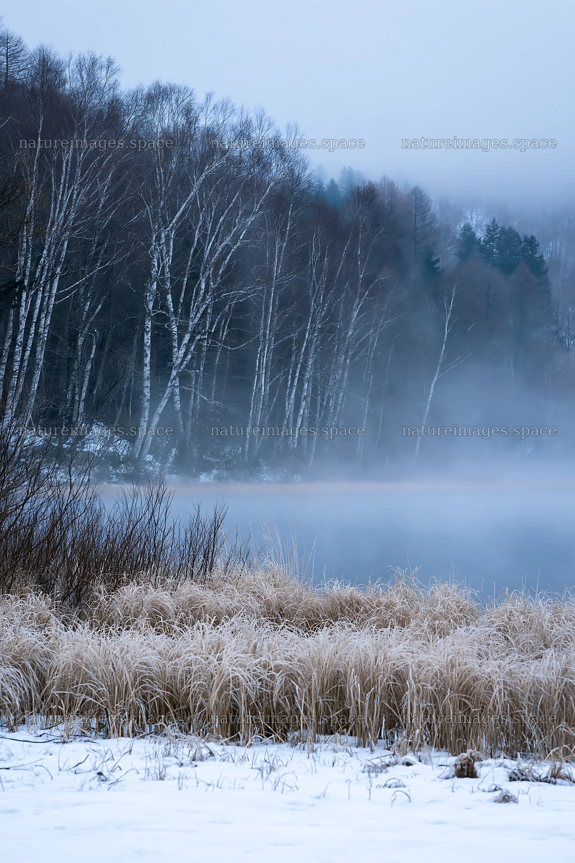 Snowy lakeside meadow with fog and trees in winter season – nature images 6480x9722
