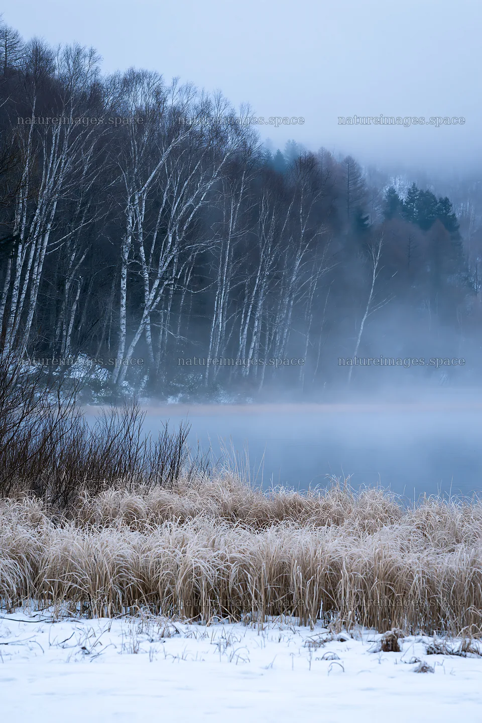 Snowy lakeside meadow with fog and trees in winter season – nature images 6480x9722