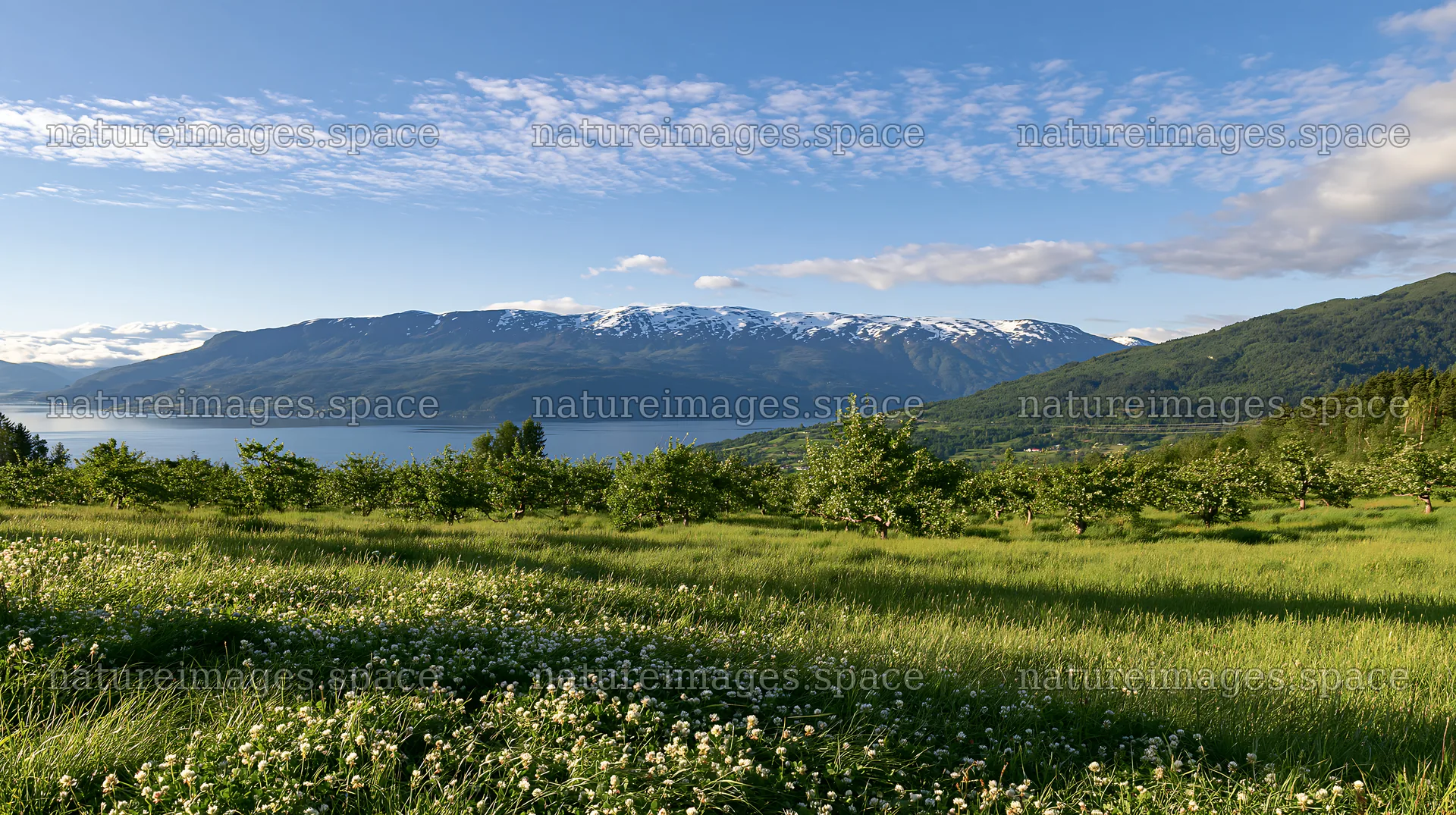 Clover apple meadow with mountains and water in background – nature images 10608x5938
