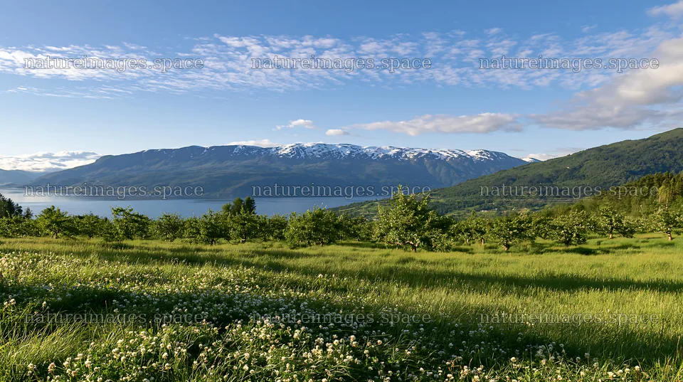Clover apple meadow with mountains and water in background – nature images 10608x5938