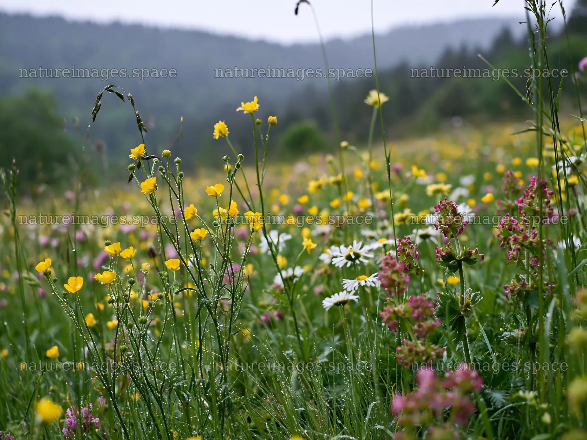 Colorful buttercup meadow with wildflowers in spring – nature images 9174x6866