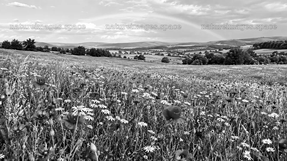 Black and White Wildflower Meadow Landscape – nature images 10324x5812