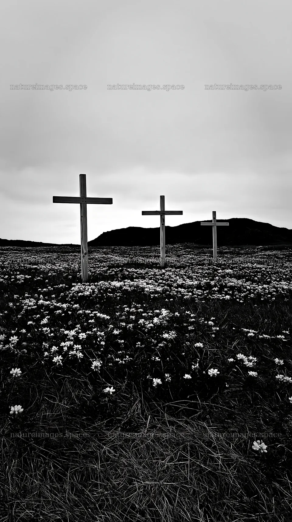 Christian crosses among yellow flowers in a meadow – nature images 5938x10608