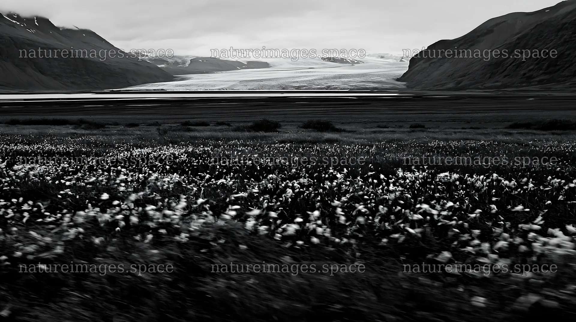 Meadow with seedheads near a glacier in black and white – nature images 10608x5938