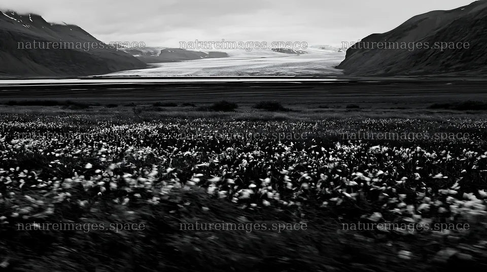 Meadow with seedheads near a glacier in black and white – nature images 10608x5938