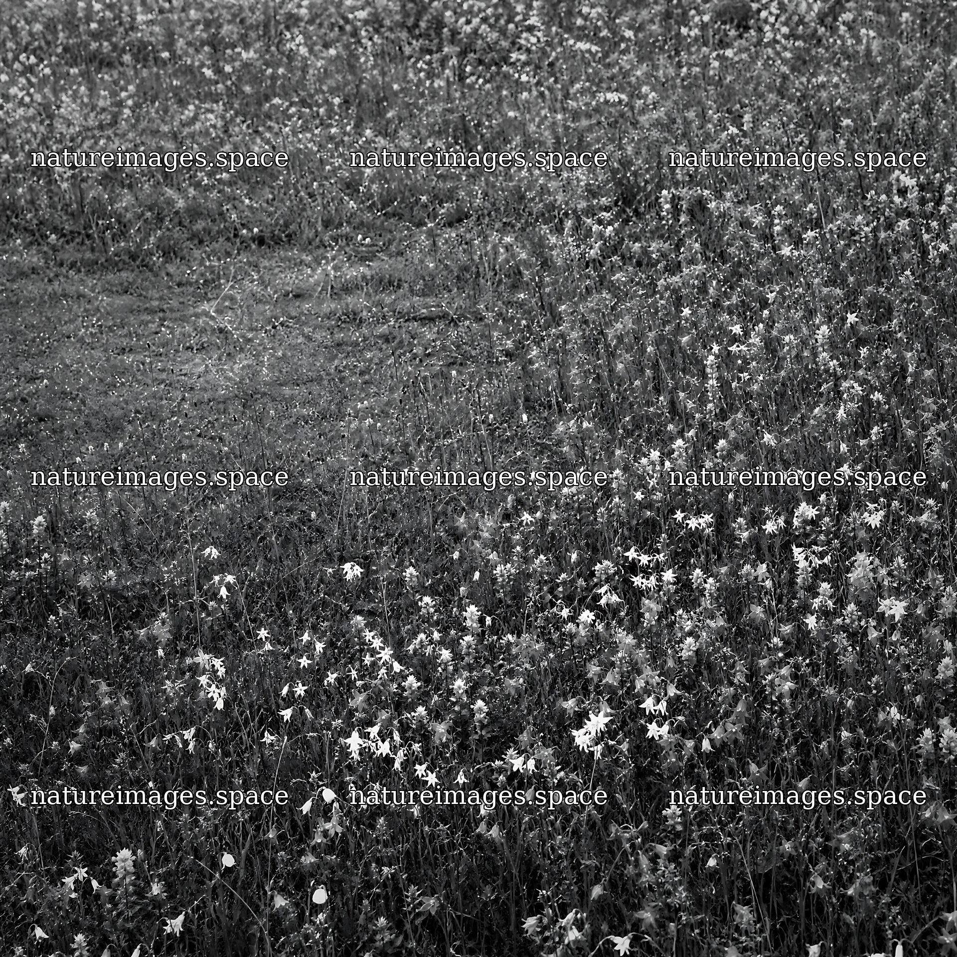 Campion bellflower meadow in a green field with wildflowers – nature images 7938x7938