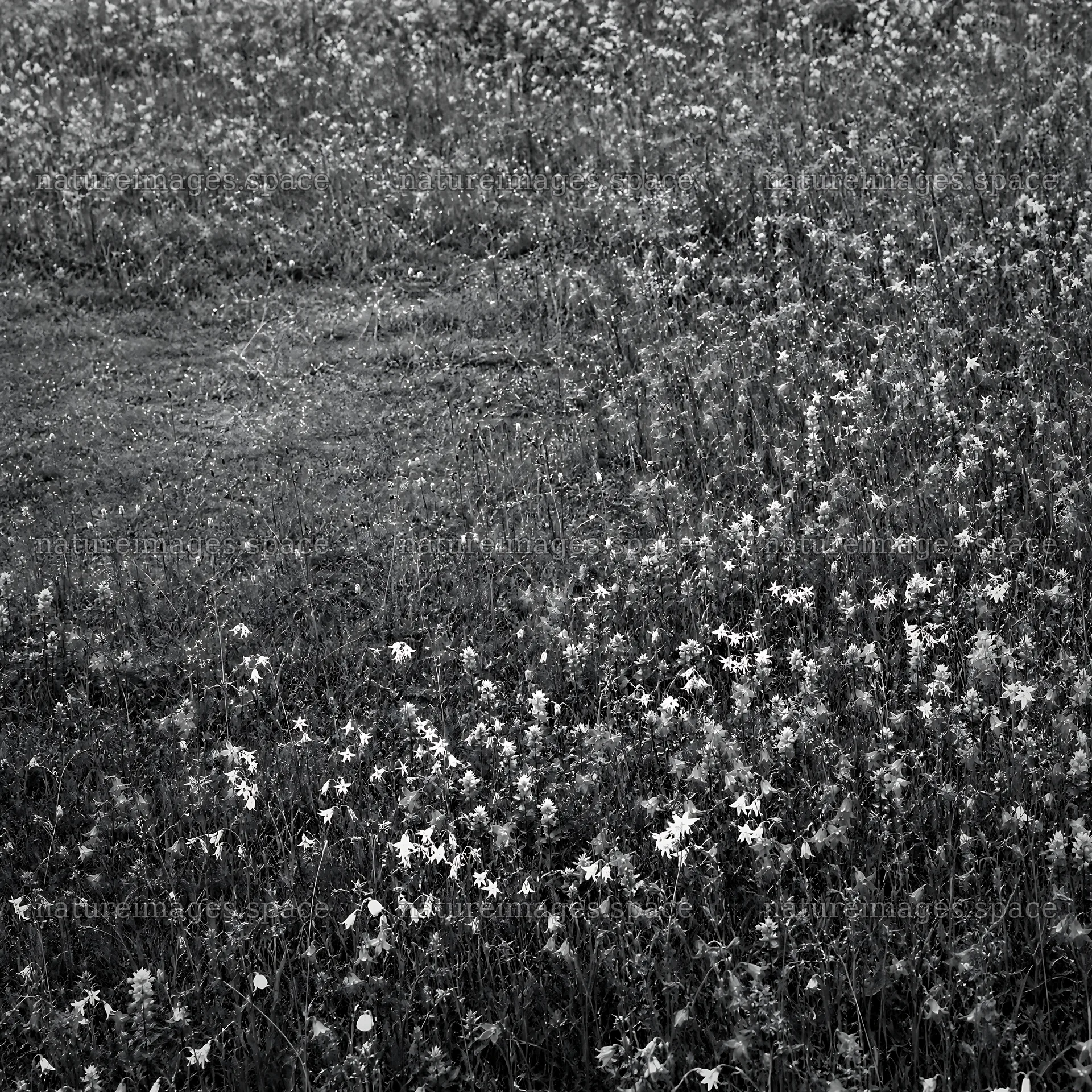 Campion bellflower meadow in a green field with wildflowers – nature images 7938x7938