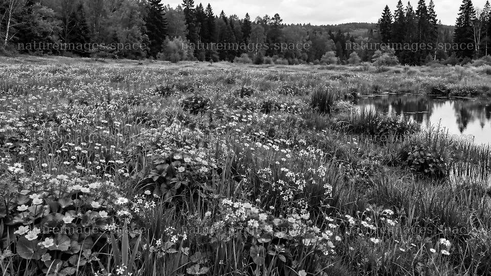 Black and White Woodland Clearing with Pond – nature images 10324x5812
