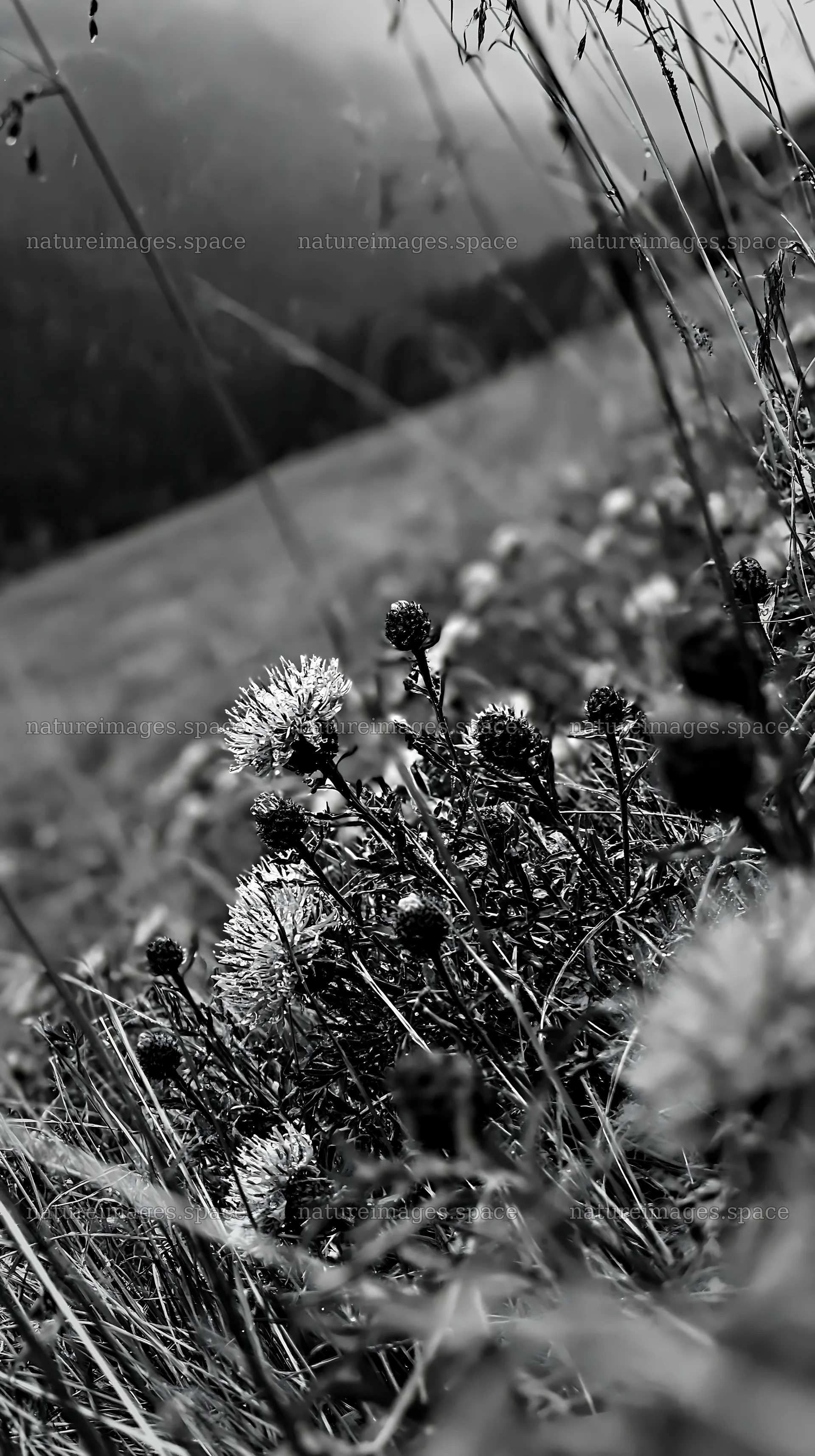 Knapweed blooms in a meadow – nature images 5938x10608