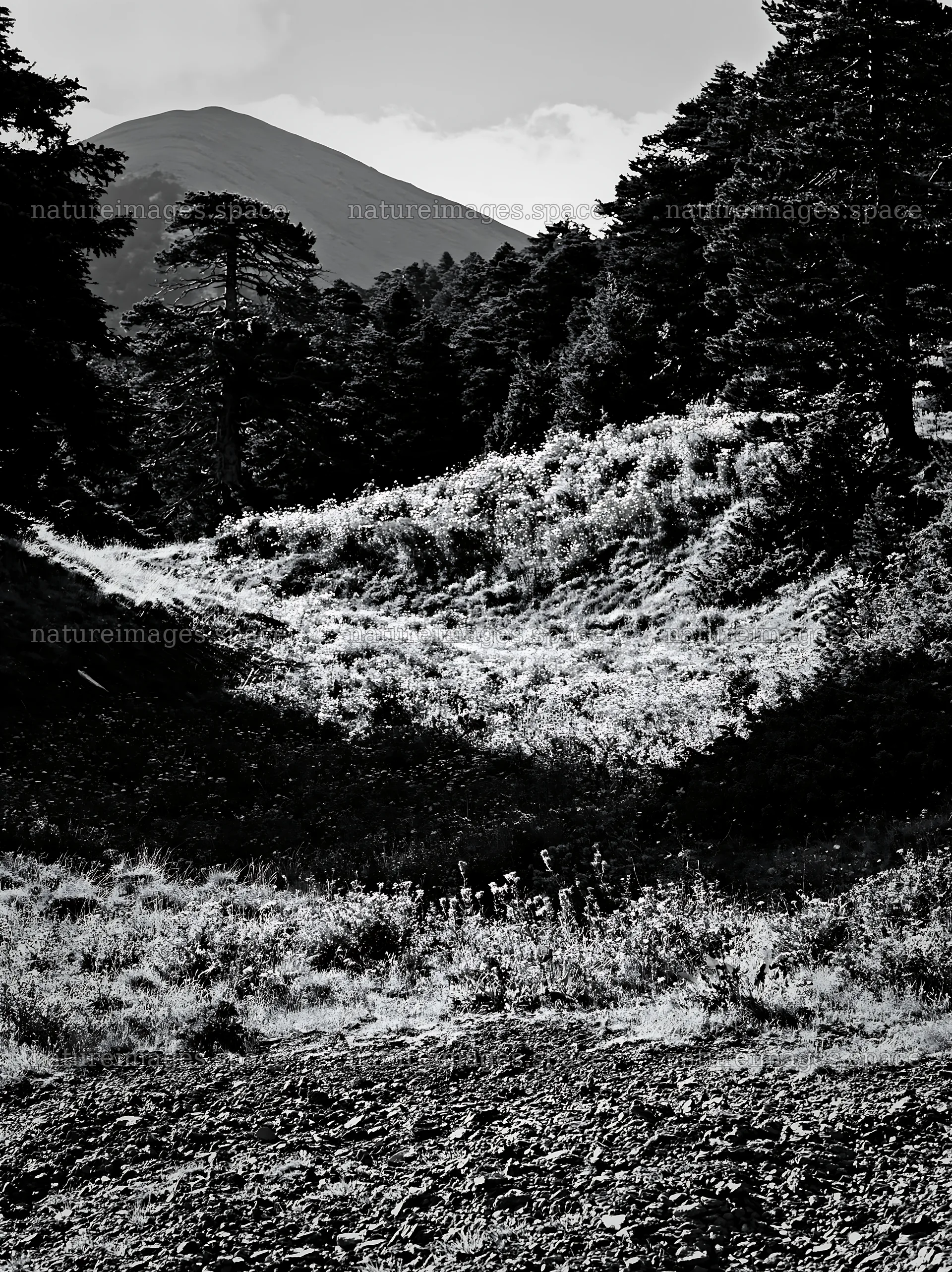 Regenerative meadow with mountain backdrop in black and white – nature images 6866x9174