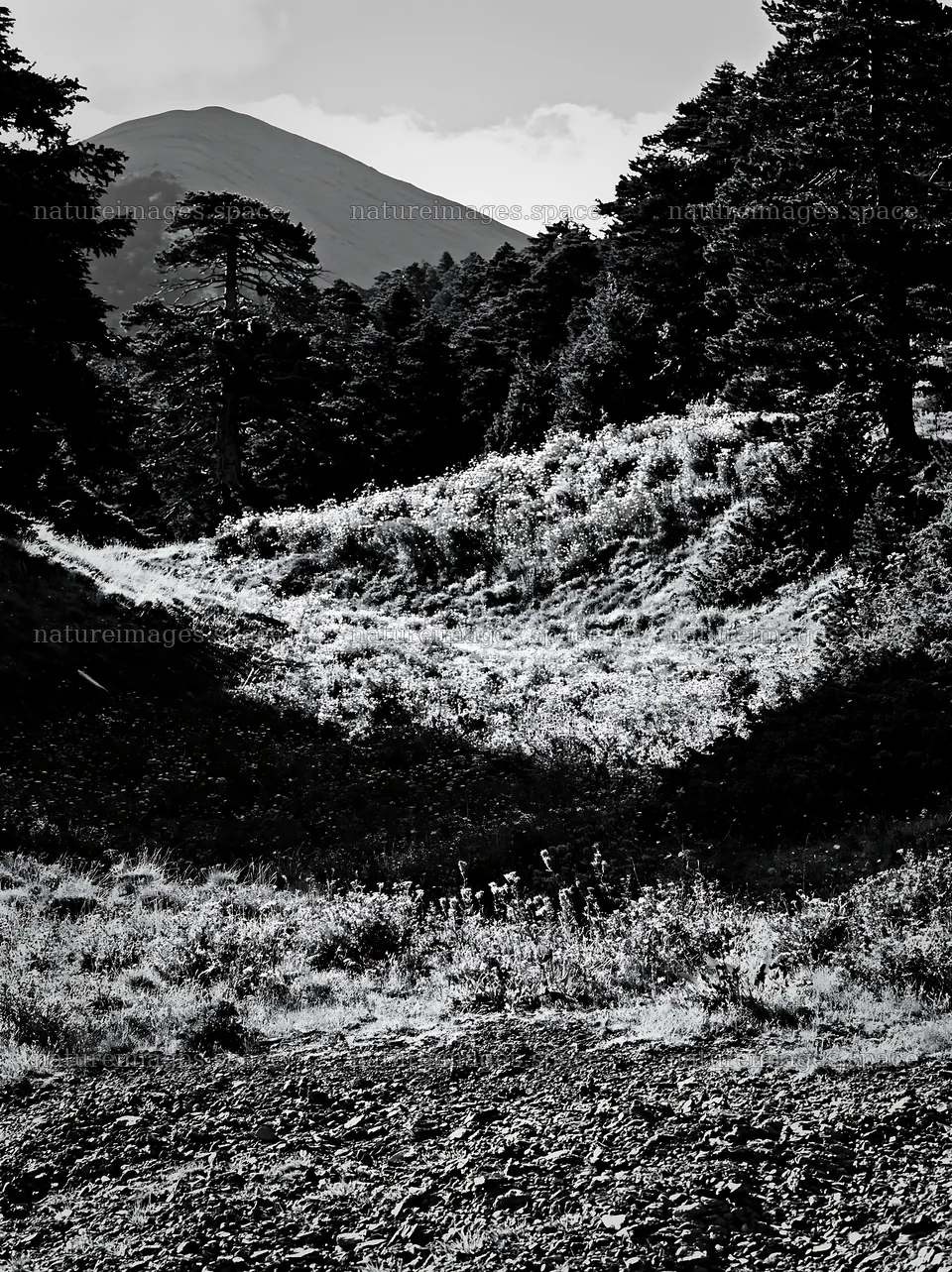 Regenerative meadow with mountain backdrop in black and white – nature images 6866x9174
