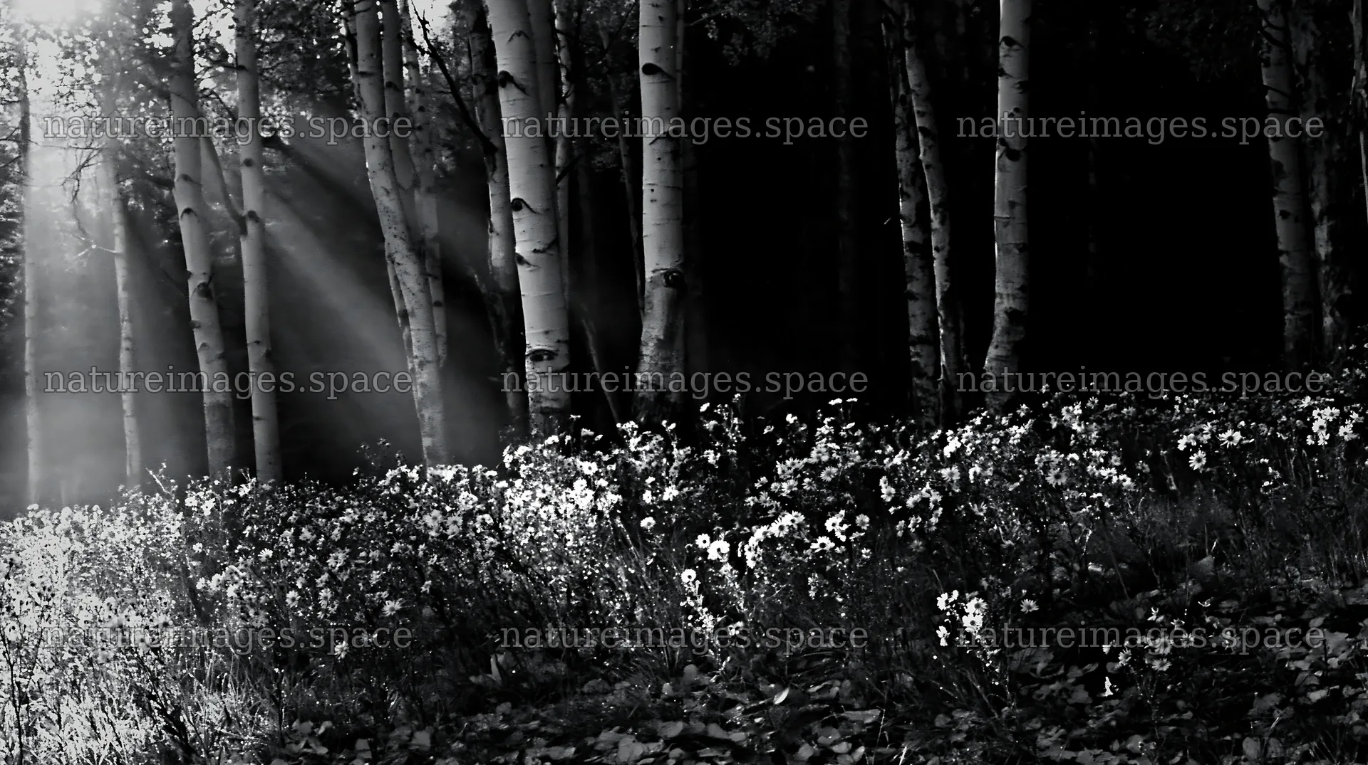 Crepuscular rays shining through trees in a meadow – nature images 10608x5938