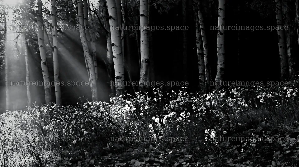 Crepuscular rays shining through trees in a meadow – nature images 10608x5938