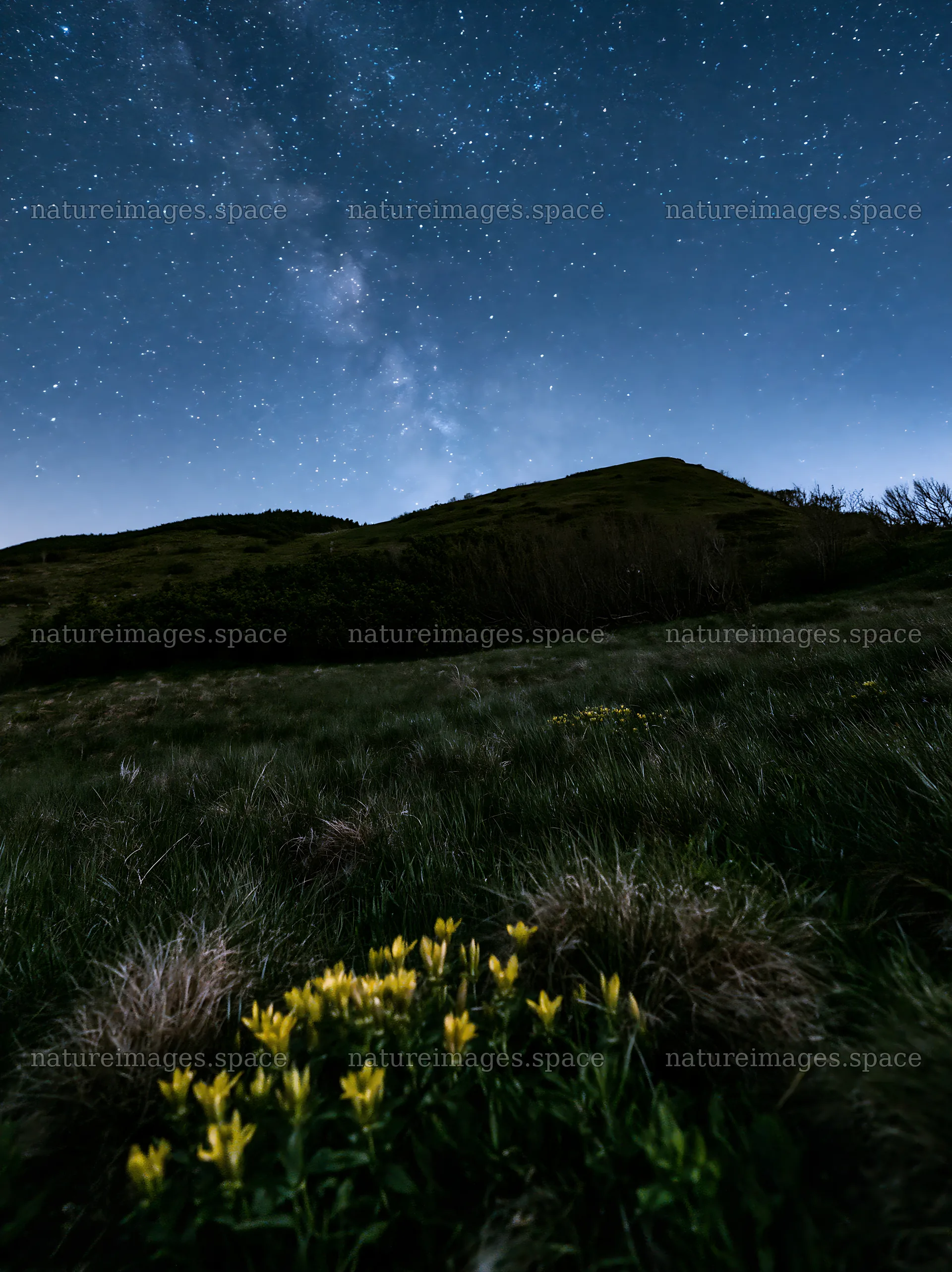 Dark sky meadow with wildflowers under stars – nature images 6866x9174
