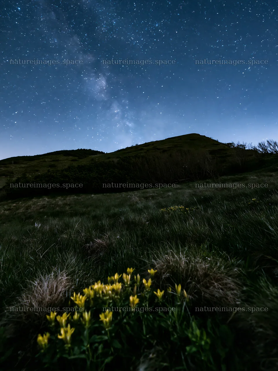 Dark sky meadow with wildflowers under stars – nature images 6866x9174