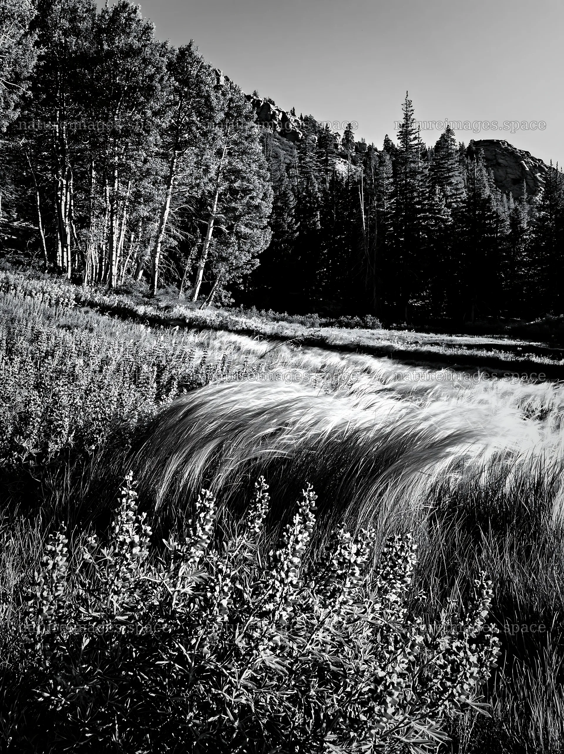 Forest edge meadow with grass and trees near rocky hills – nature images 6866x9174