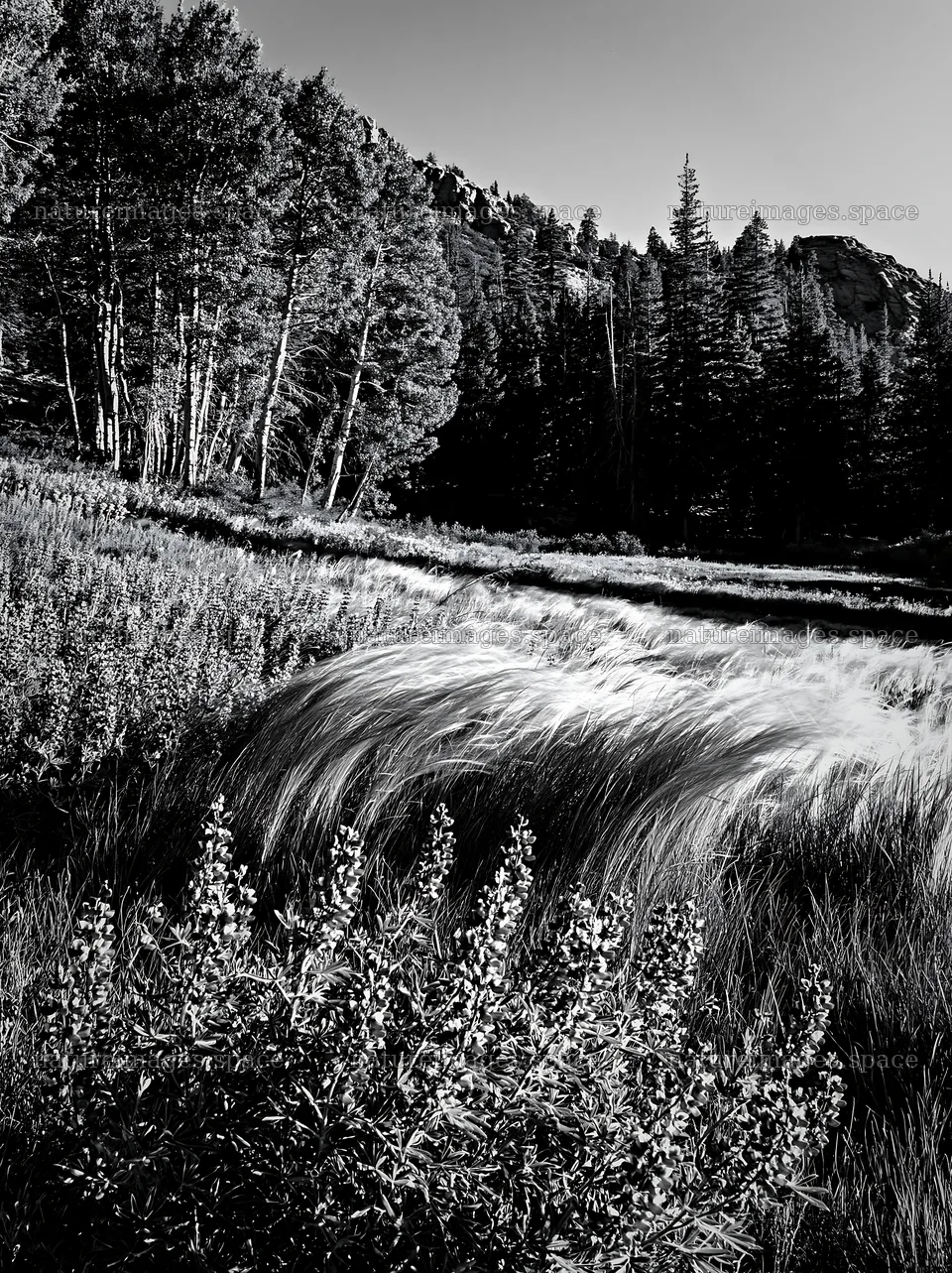 Forest edge meadow with grass and trees near rocky hills – nature images 6866x9174