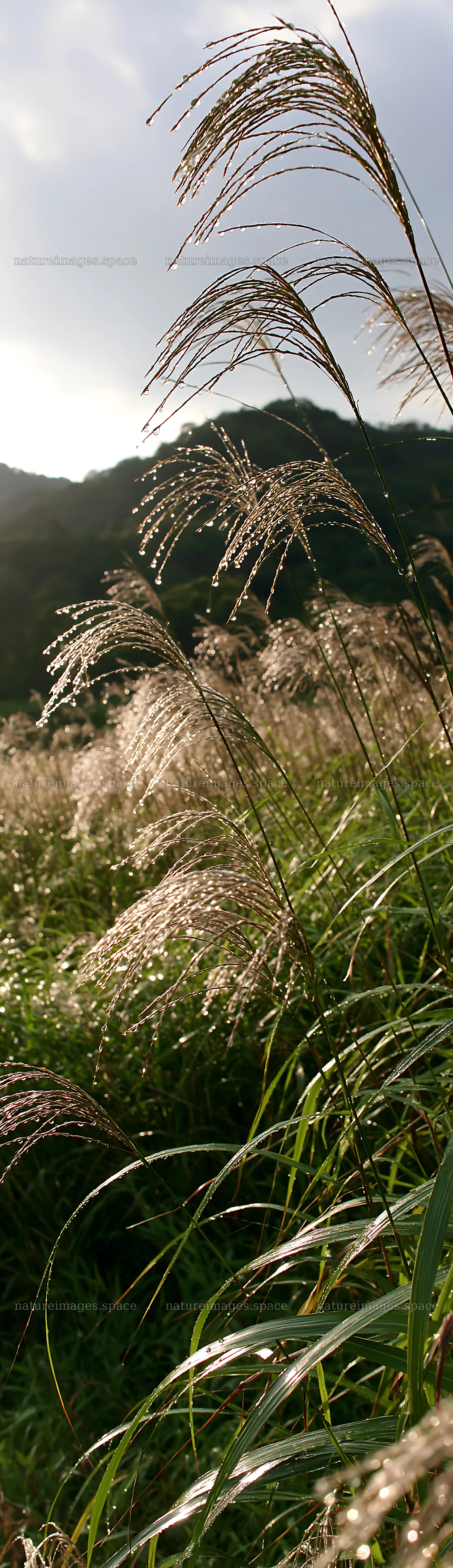 Fukui native grass meadow rain droplets glisten in sunlight – nature images 4268x14762