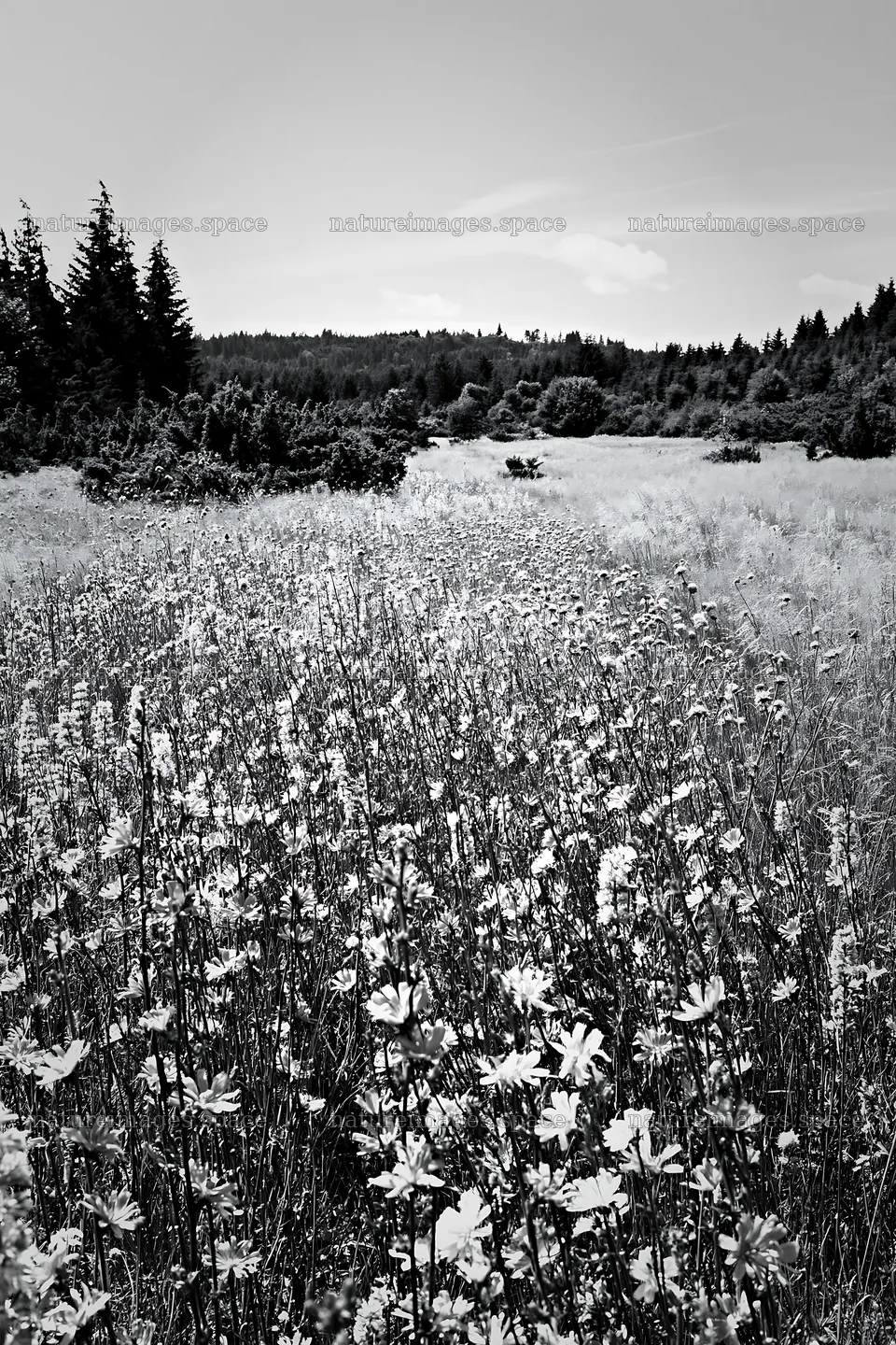 Sainfoin chicory meadow with wildflowers in black and white – nature images 6480x9722