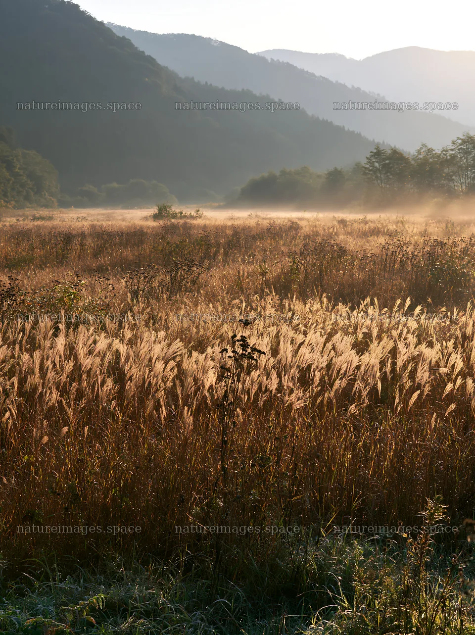 Aichi restored meadow autumn seedheads foreground – nature images 6866x9174