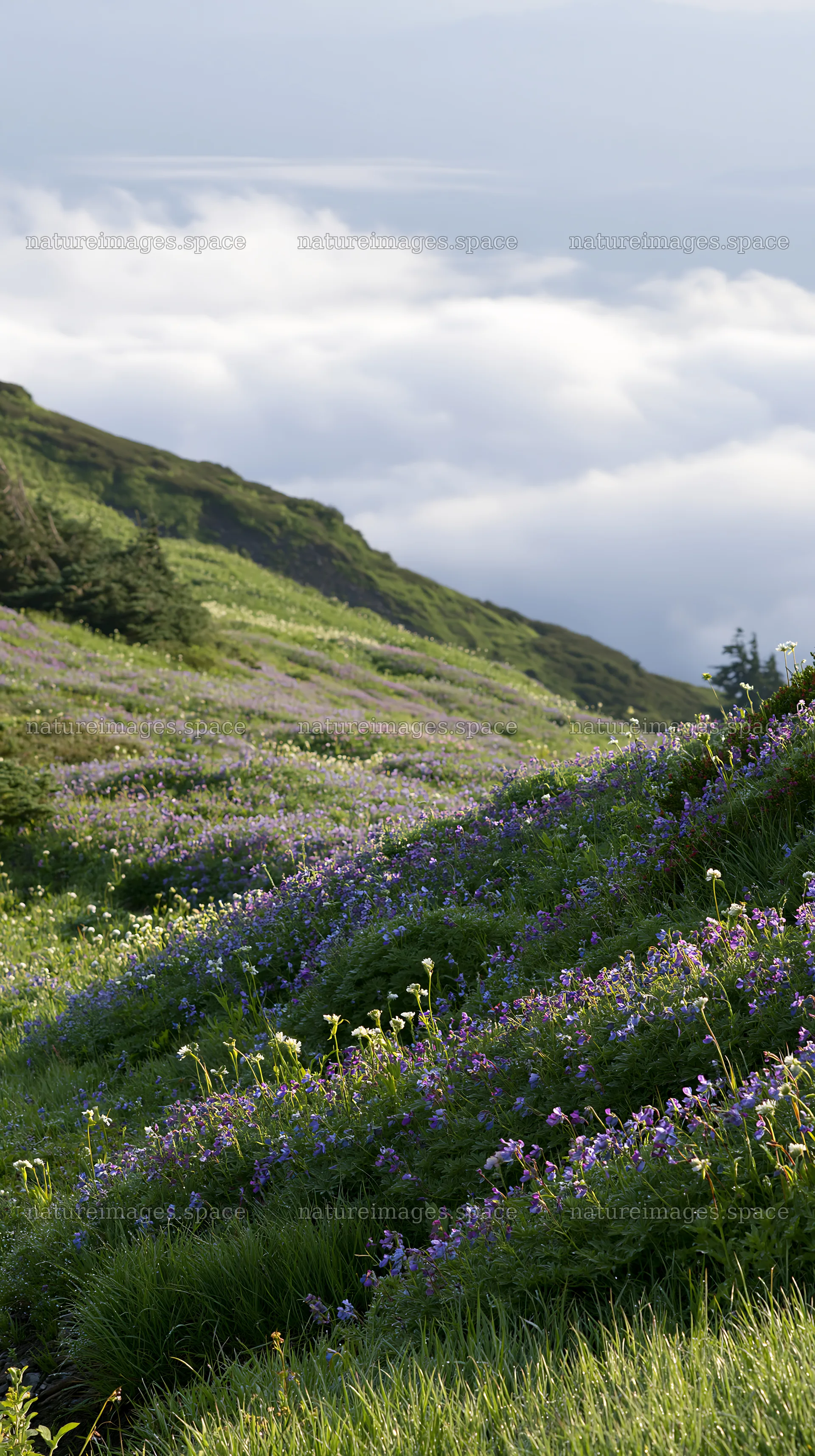 Silver dew meadow with flowers and green hills under cloudy sky – nature images 5938x10608