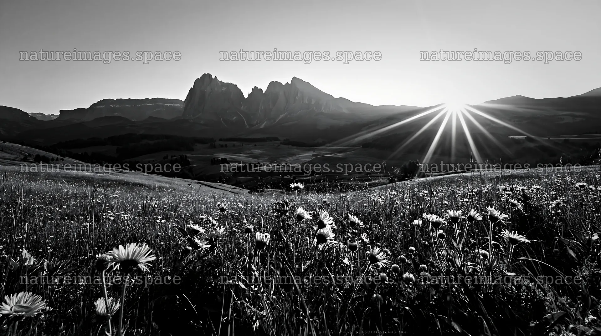 Sunbeams over Alpe di Siusi meadow with mountains in background – nature images 10608x5938