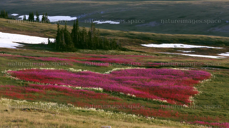Winter meadow with flowers in Banff National Park – nature images 10608x5938