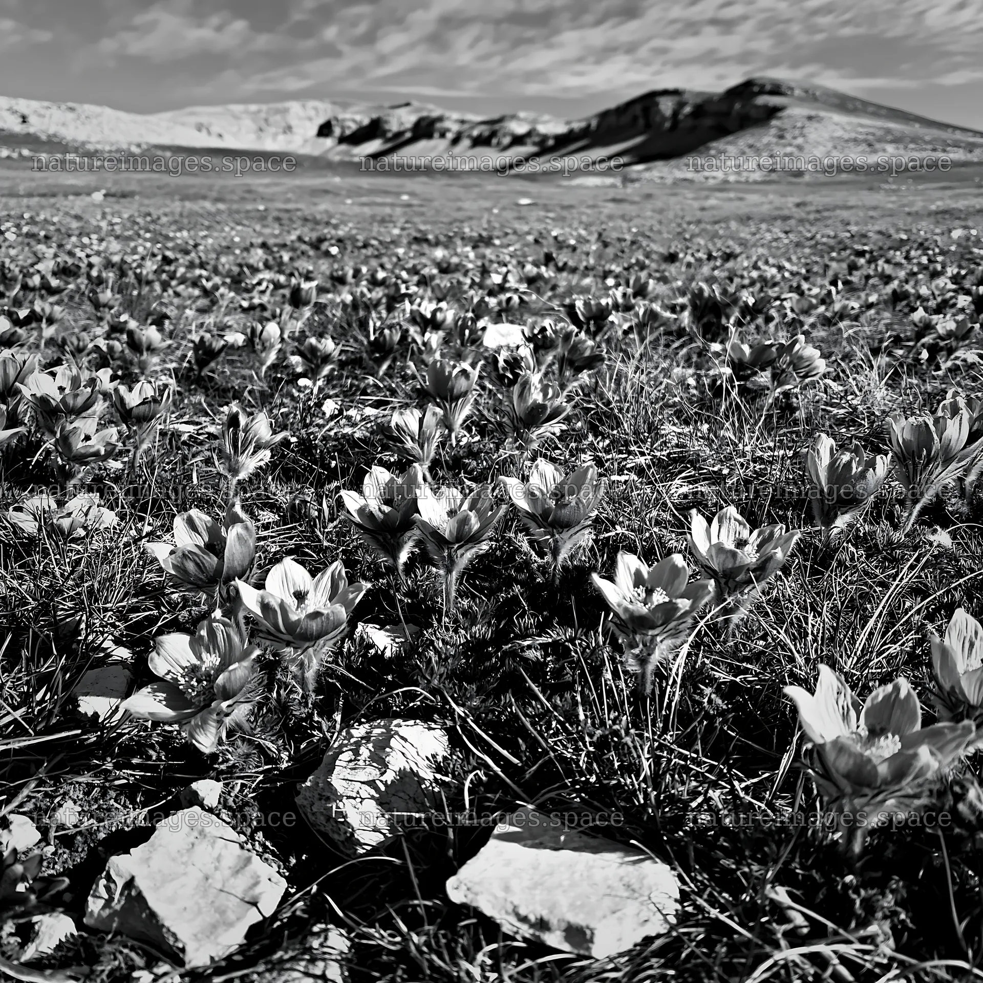 Sunny pasqueflower meadow with mountain backdrop in black and white – nature images 7938x7938