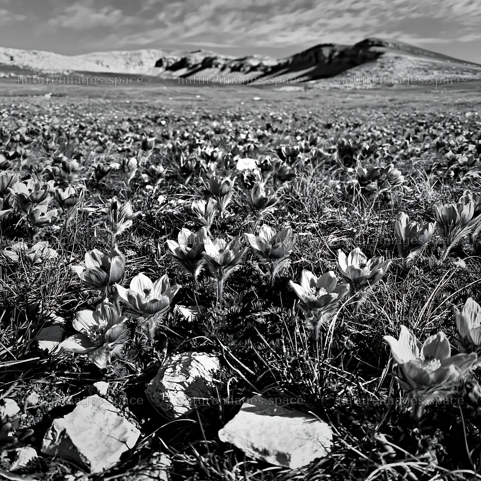 Sunny pasqueflower meadow with mountain backdrop in black and white – nature images 7938x7938