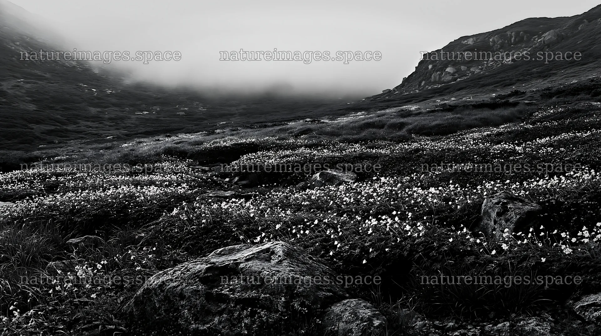 Toyama alpine meadow snowmelt rock foreground with greenery – nature images 10608x5938