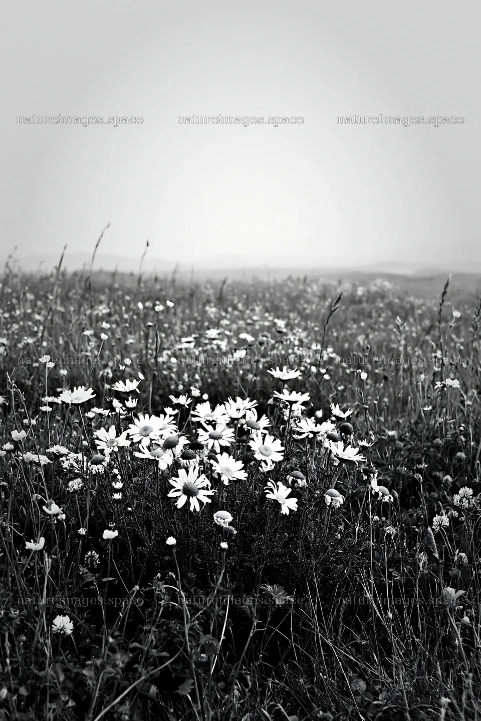 Machair beach meadow with wildflowers in black and white – nature images 6480x9722