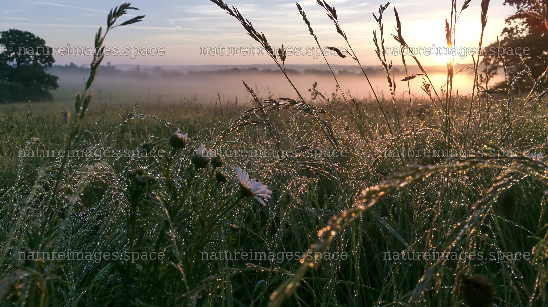 Meadow grass seedheads in early morning light – nature images 10608x5938