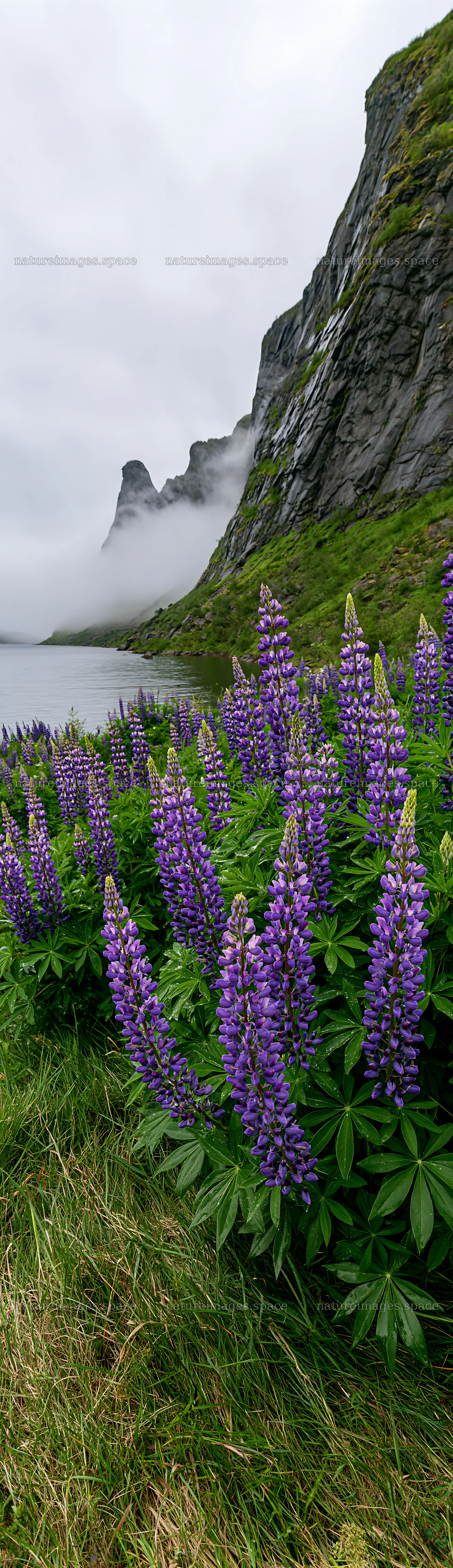 Lupin meadow with mountains in the background at a cloudy time – nature images 4268x14762