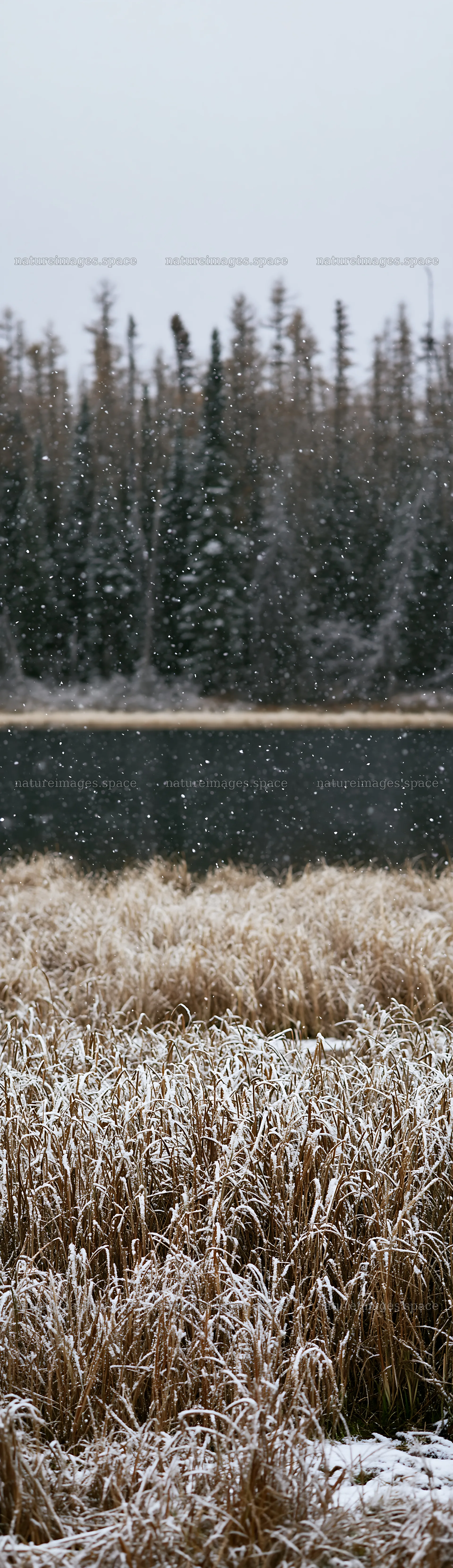 Lakeside meadow after first snowfall – nature images 4268x14762