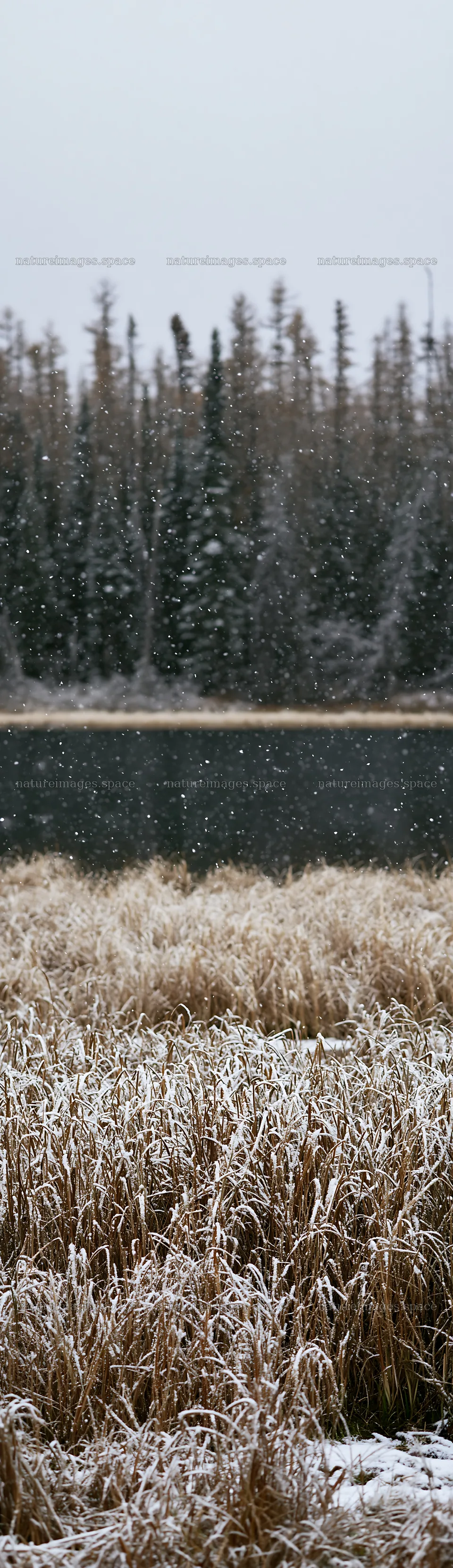 Lakeside meadow after first snowfall – nature images 4268x14762