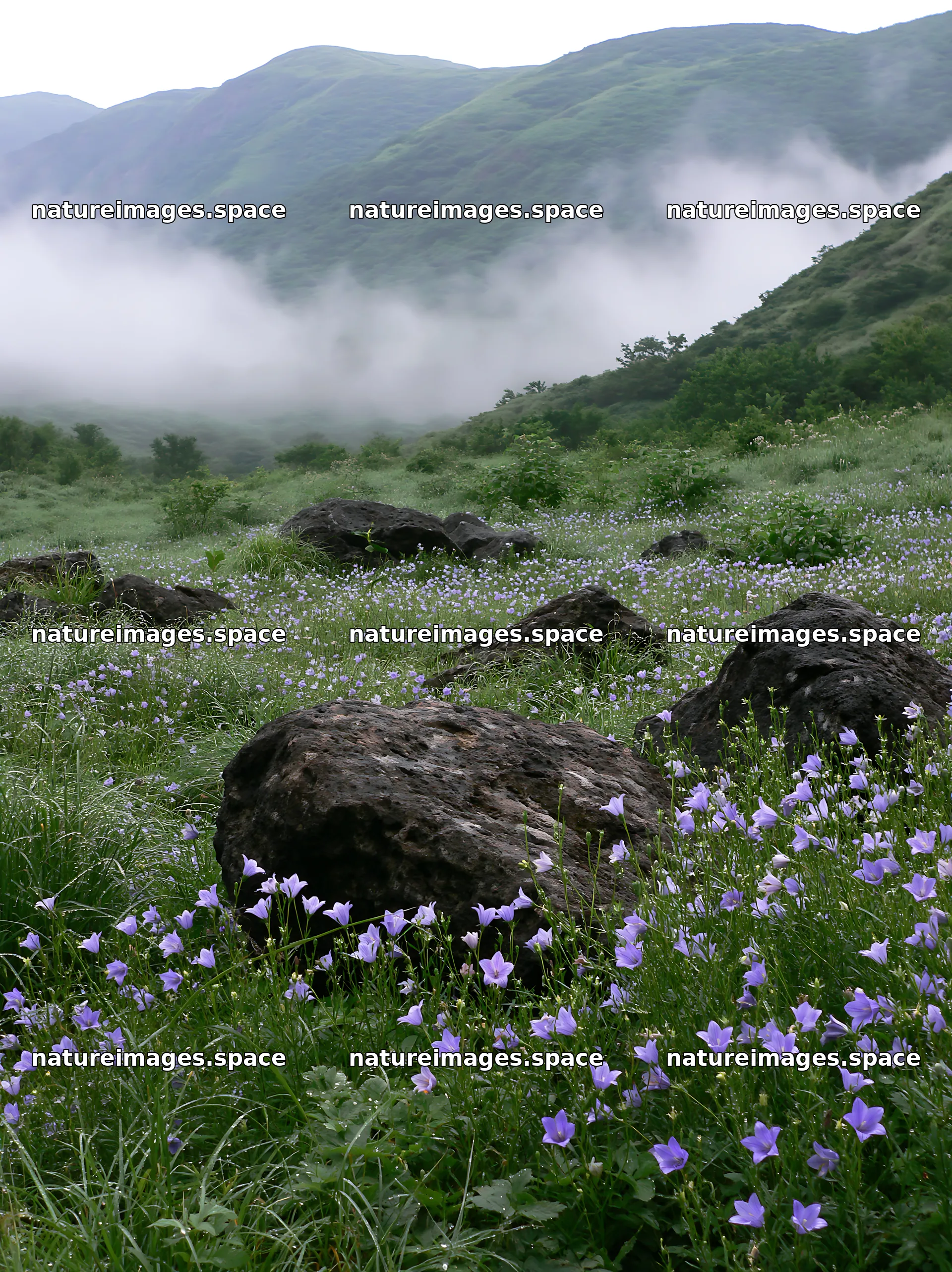 Kanagawa heat resilient meadow volcanic stones with flowers – nature images 6866x9174