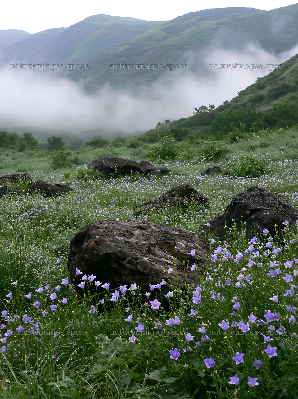 Kanagawa heat resilient meadow volcanic stones with flowers – nature images 6866x9174