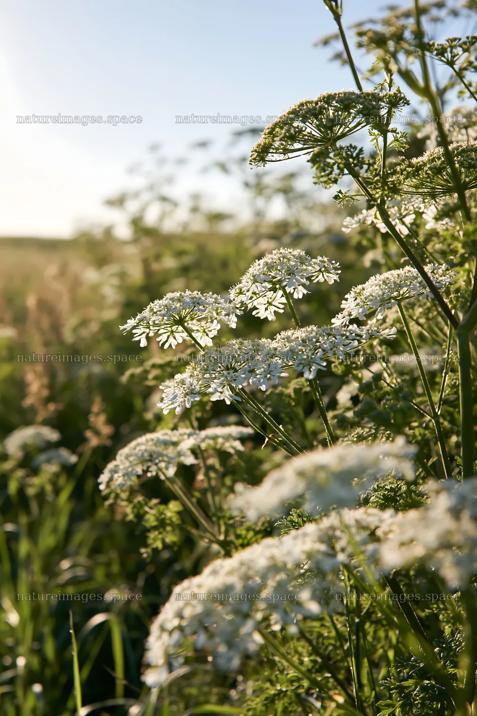Sunny white umbel flowers in a meadow during daylight hours – nature images 6480x9722
