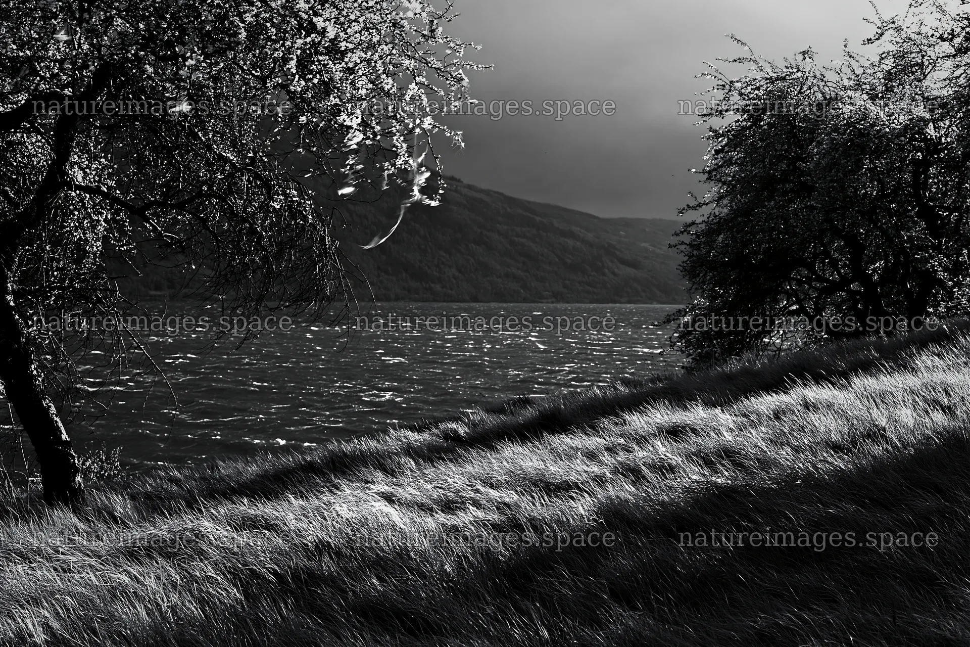 Fjord orchard meadow landscape with trees and water – nature images 9722x6480